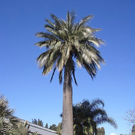 Jubaea chilensis