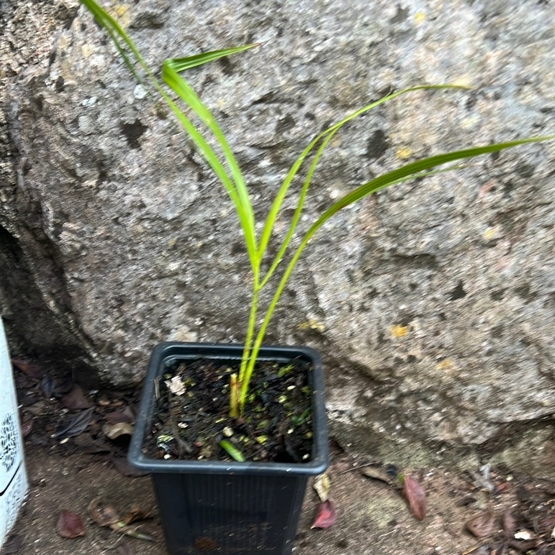 Rhopalostylis sapida - Nikau palm RARE