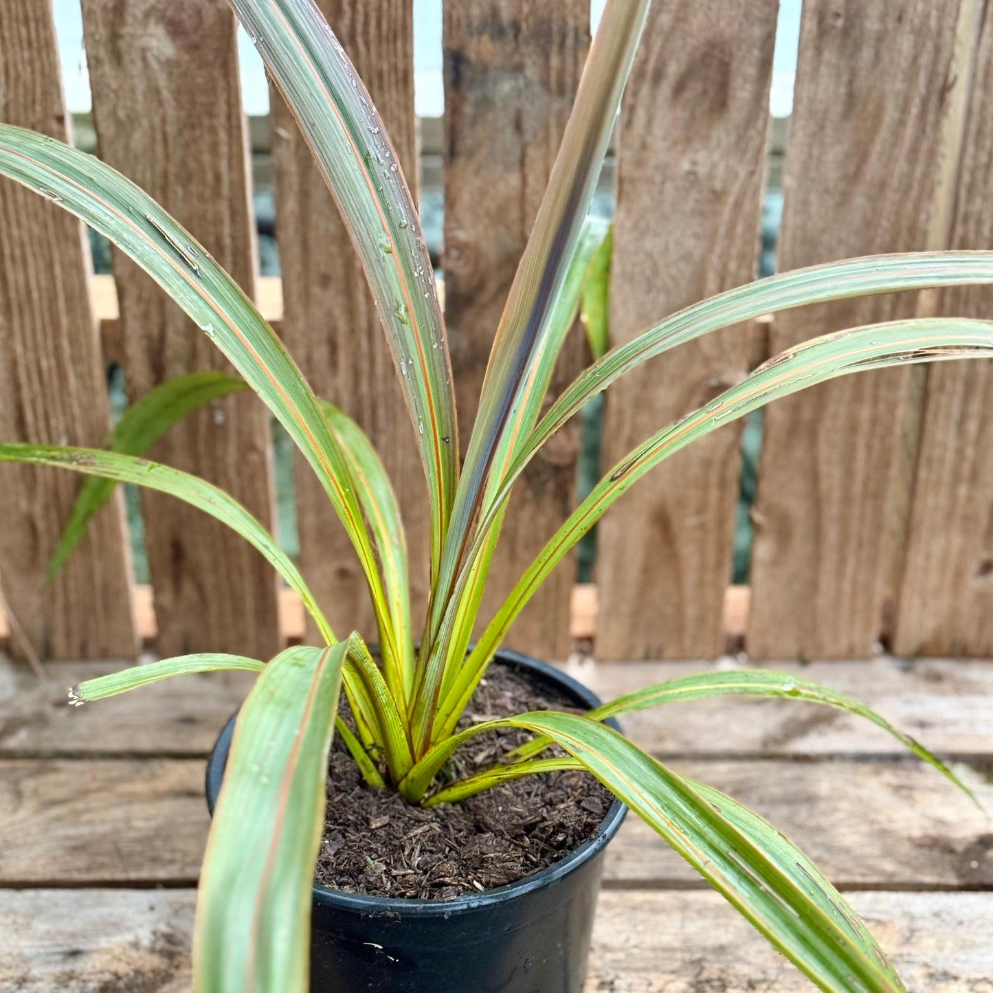 Cordyline Indivisa