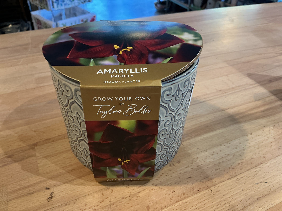 Taylors Bulbs Grow Your Own Range