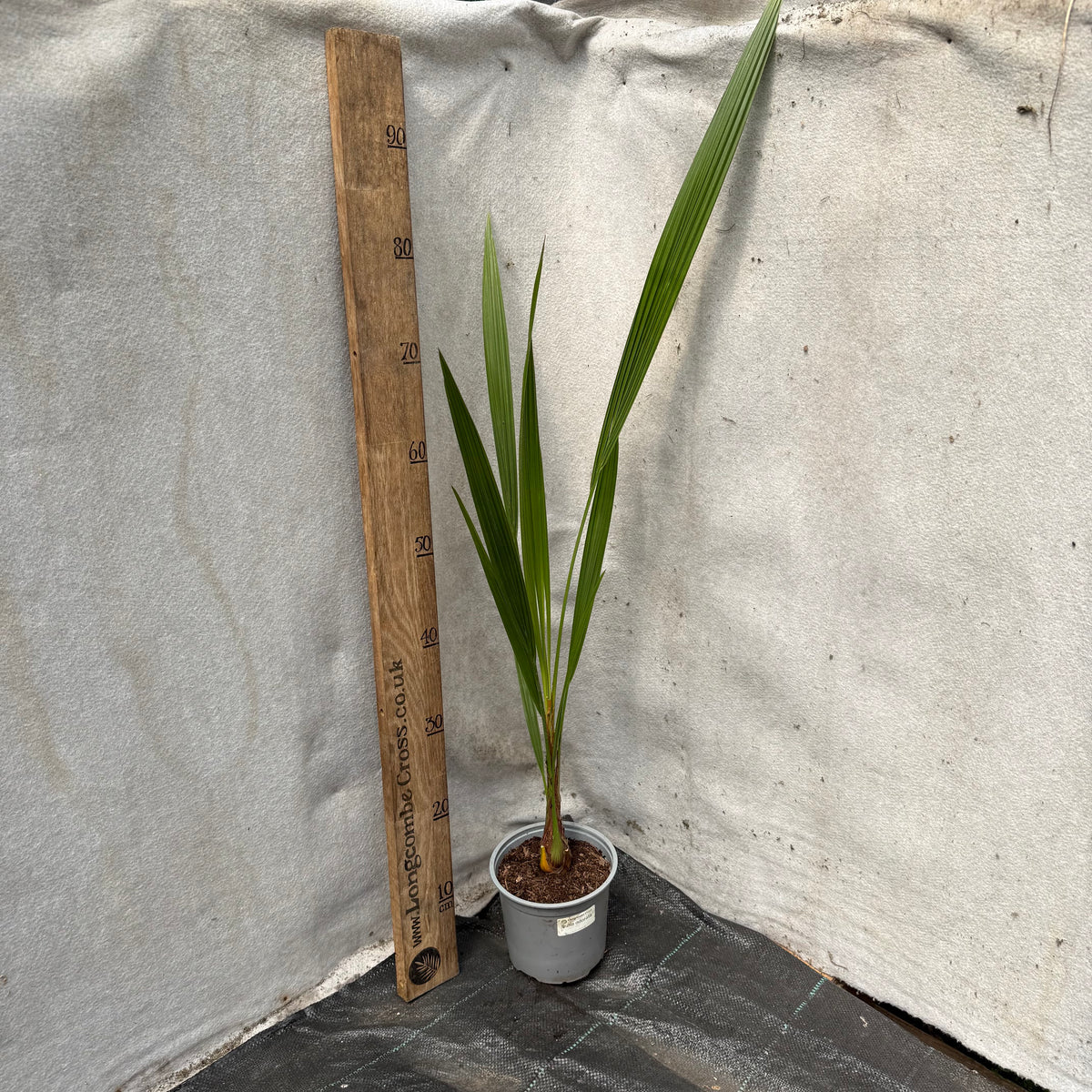 Butia odorata (capitata) - Jelly Palm