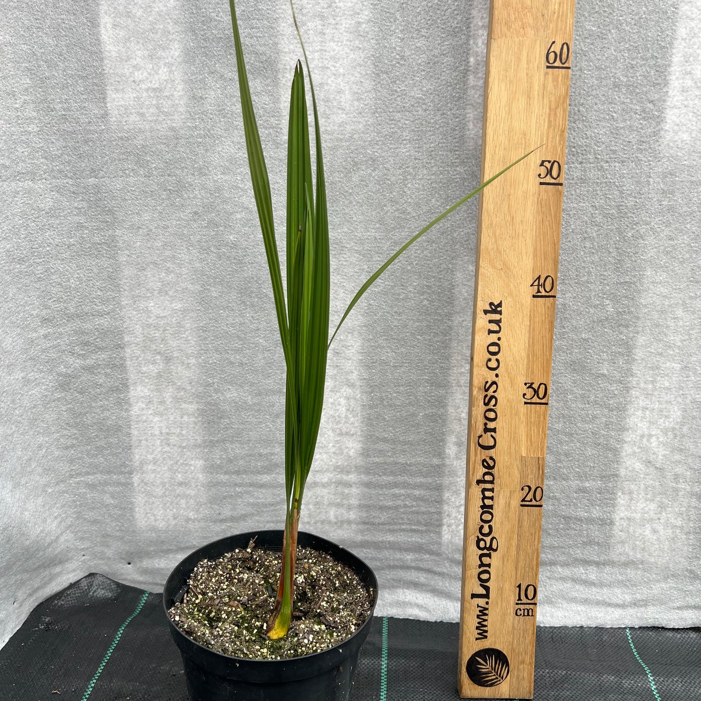 Jubaea chilensis