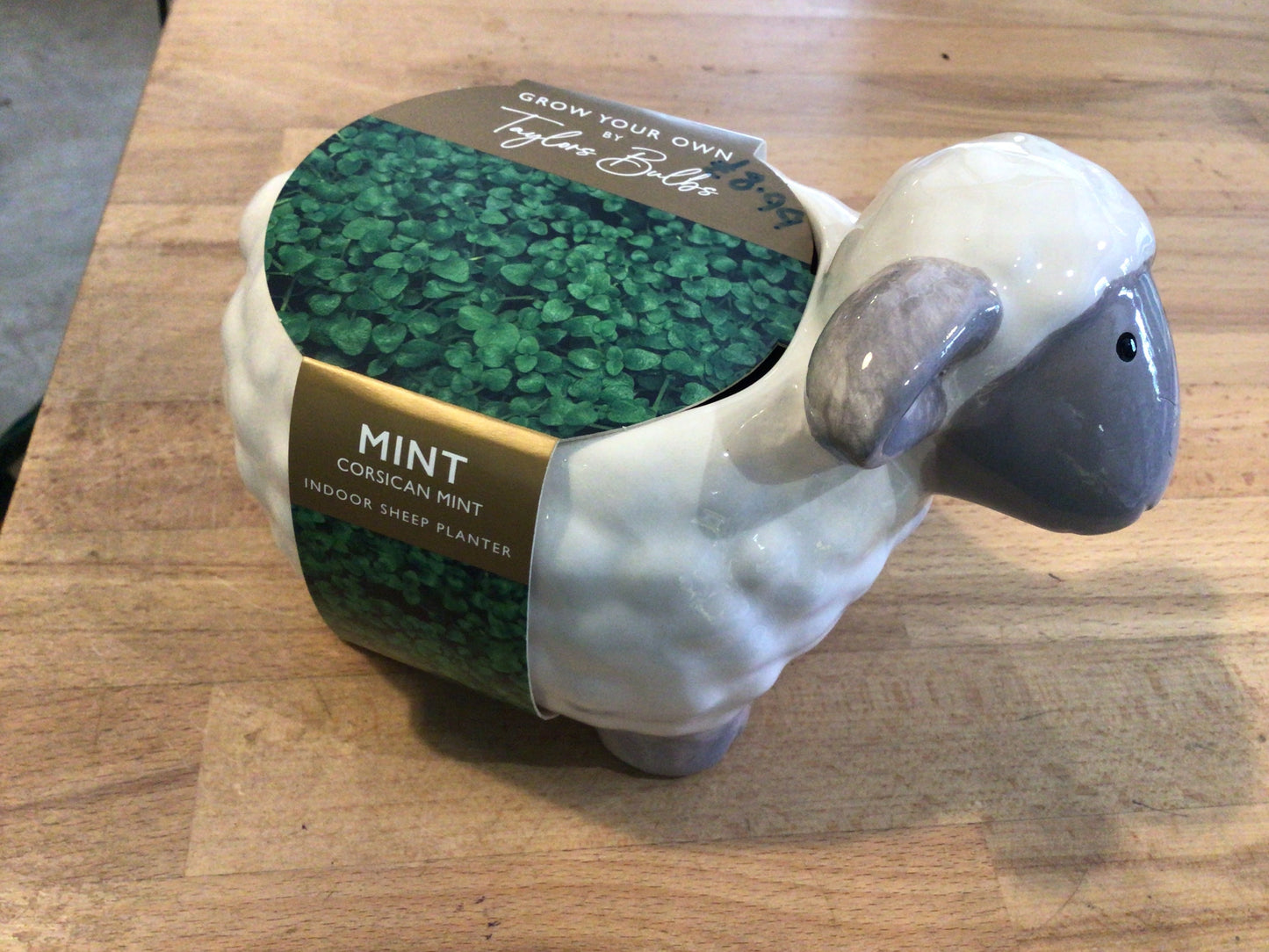 Taylor’s Bulbs Grow Your Own Novelty Planter