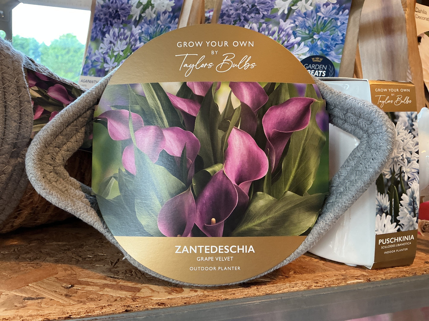 Taylors Bulbs Grow Your Own Novelty Planters