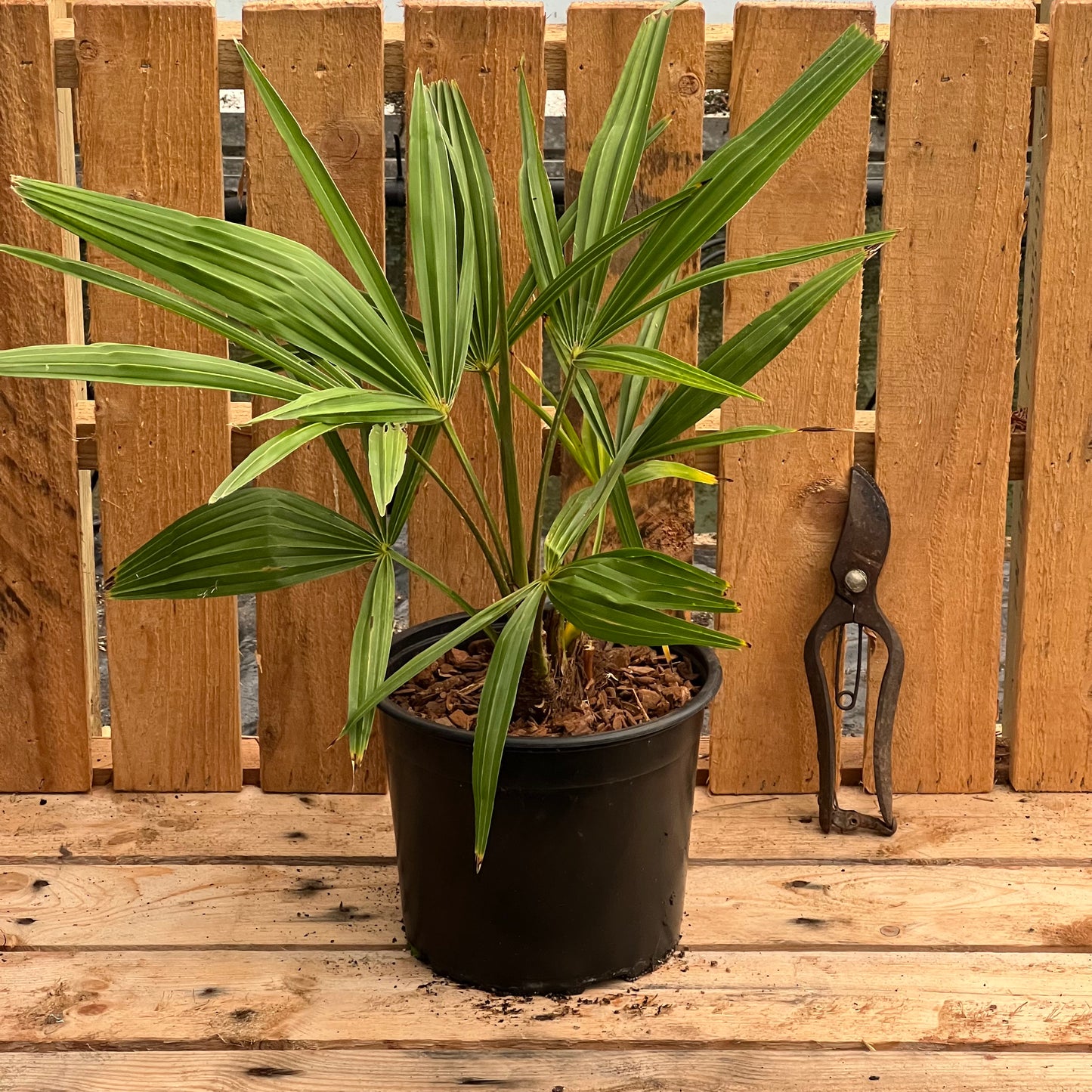 Trachycarpus Naini Tal - 2/3L
