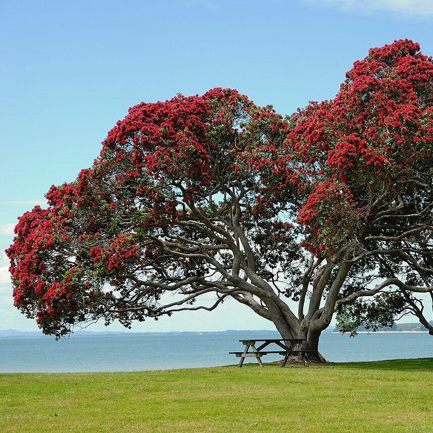 Metrosideros excelsa (Pōhutukawa)