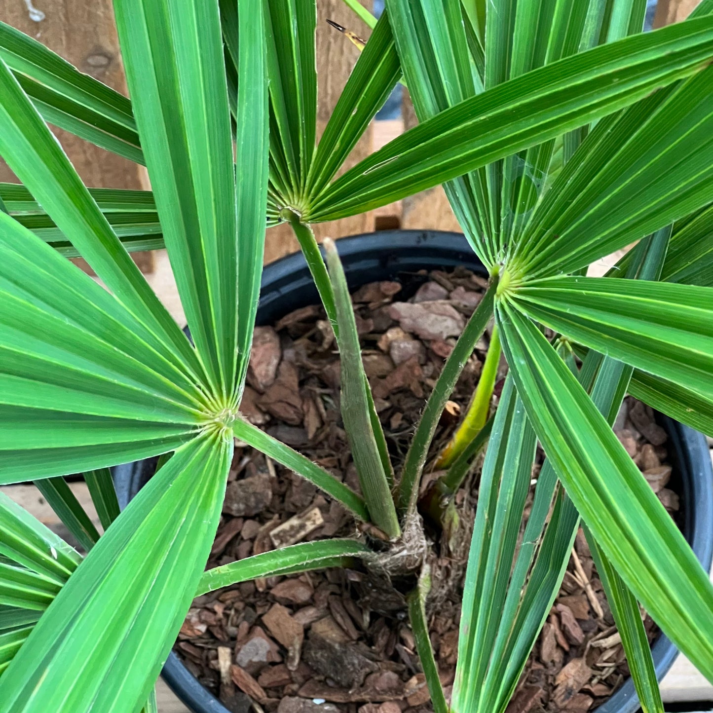 Trachycarpus Naini Tal - 2/3L