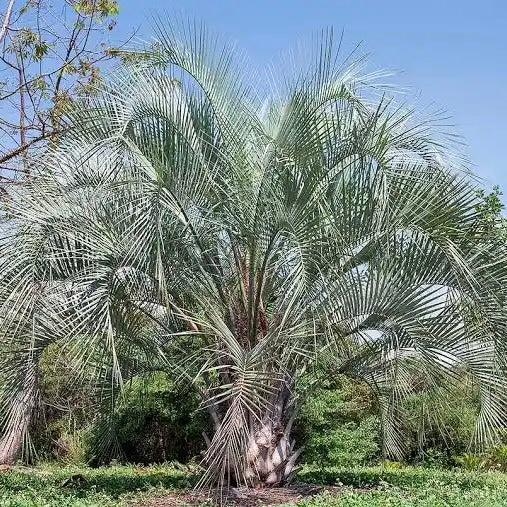 Butia yatay Palm - Rare
