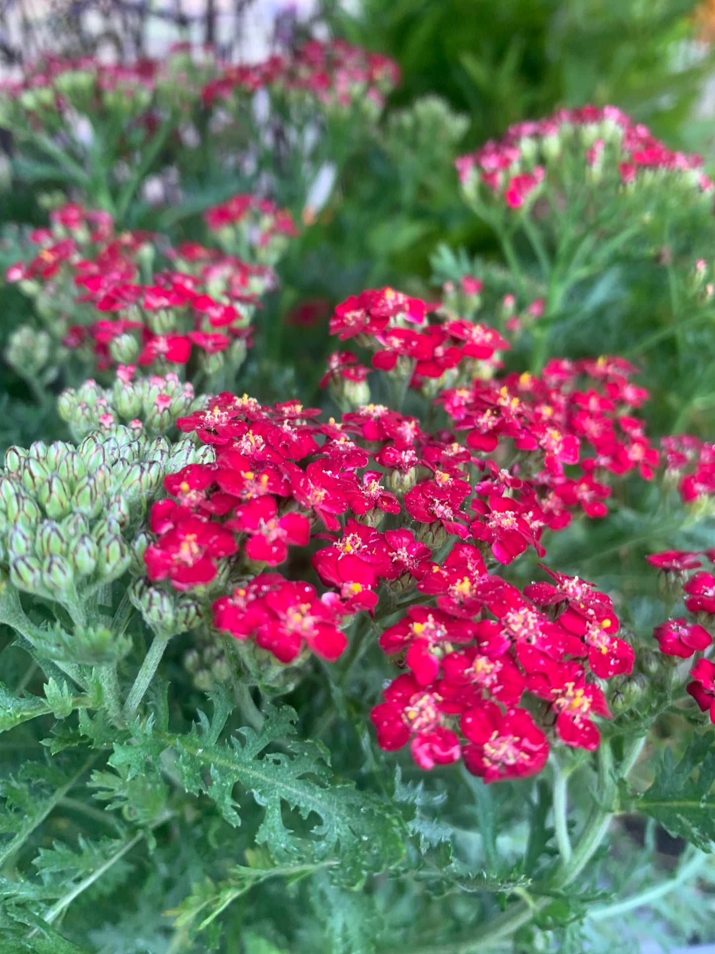 Achillea