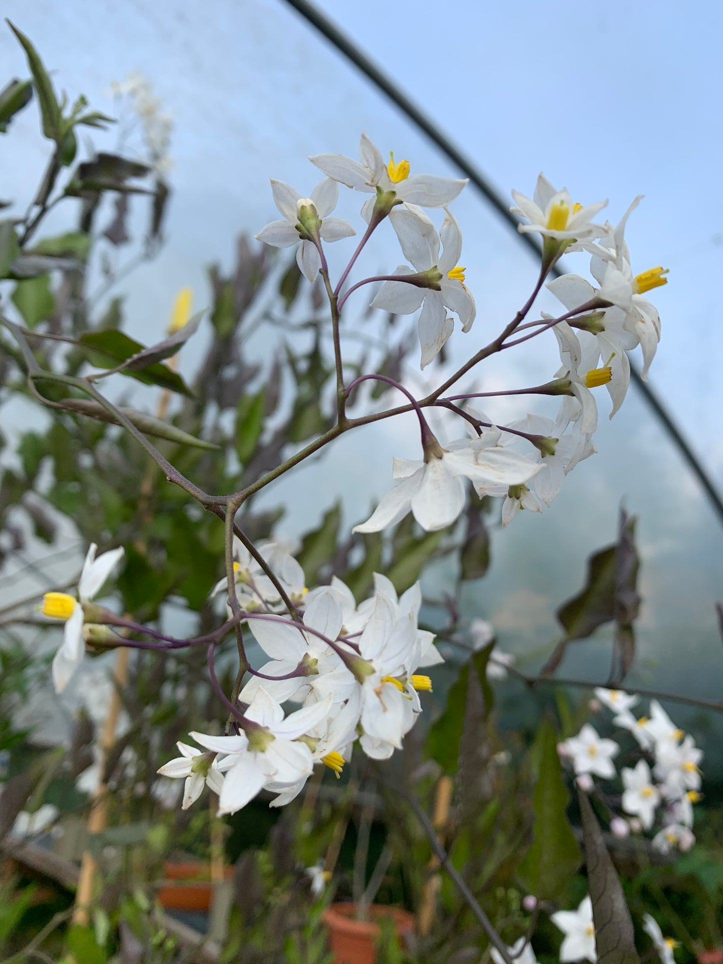 Solanum laxum Album - Chilean Potato Bush