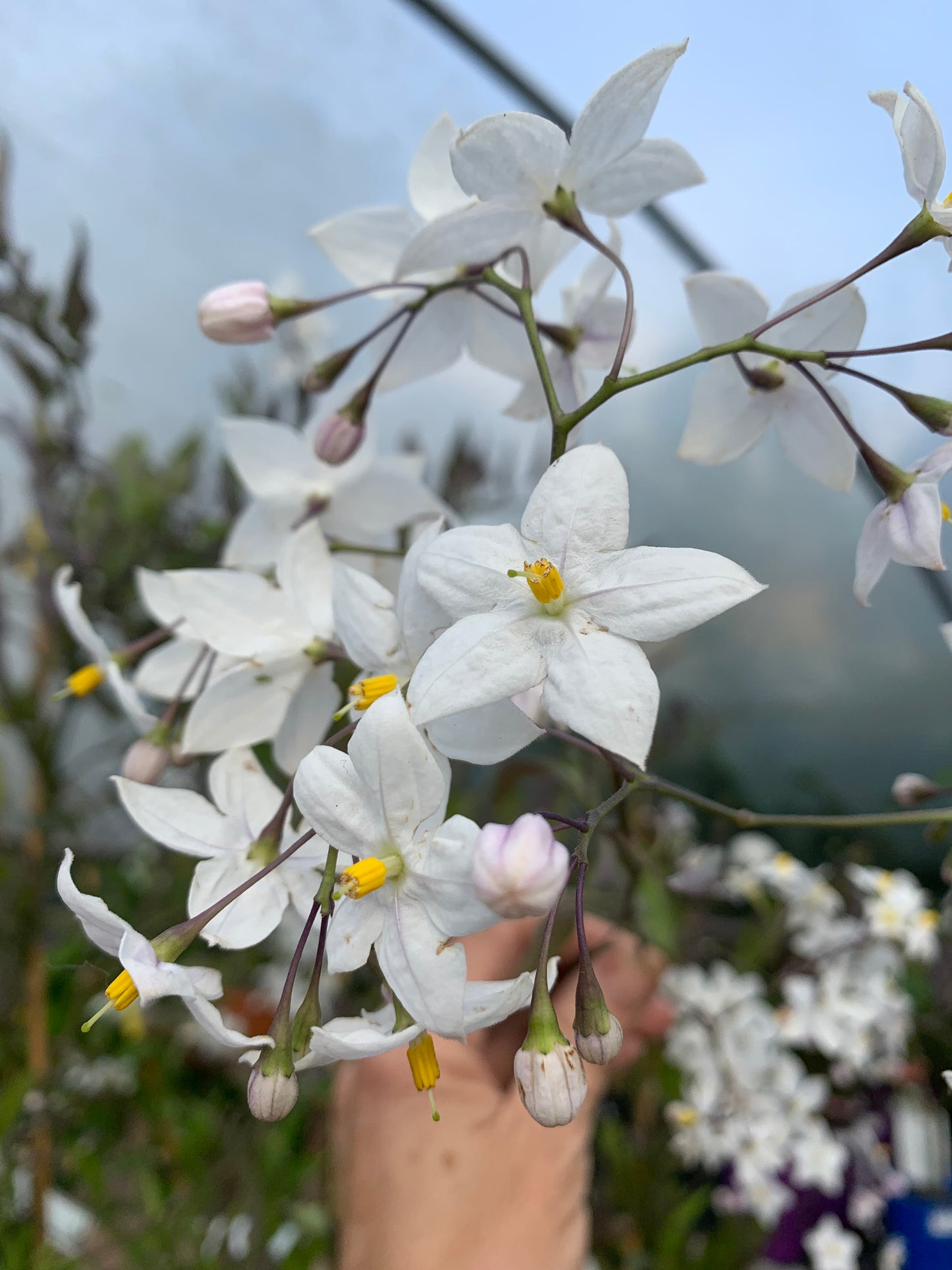 Solanum laxum Album - Chilean Potato Bush