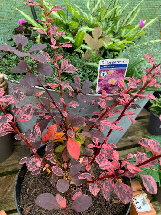 Berberis thunbergii Rose Glow