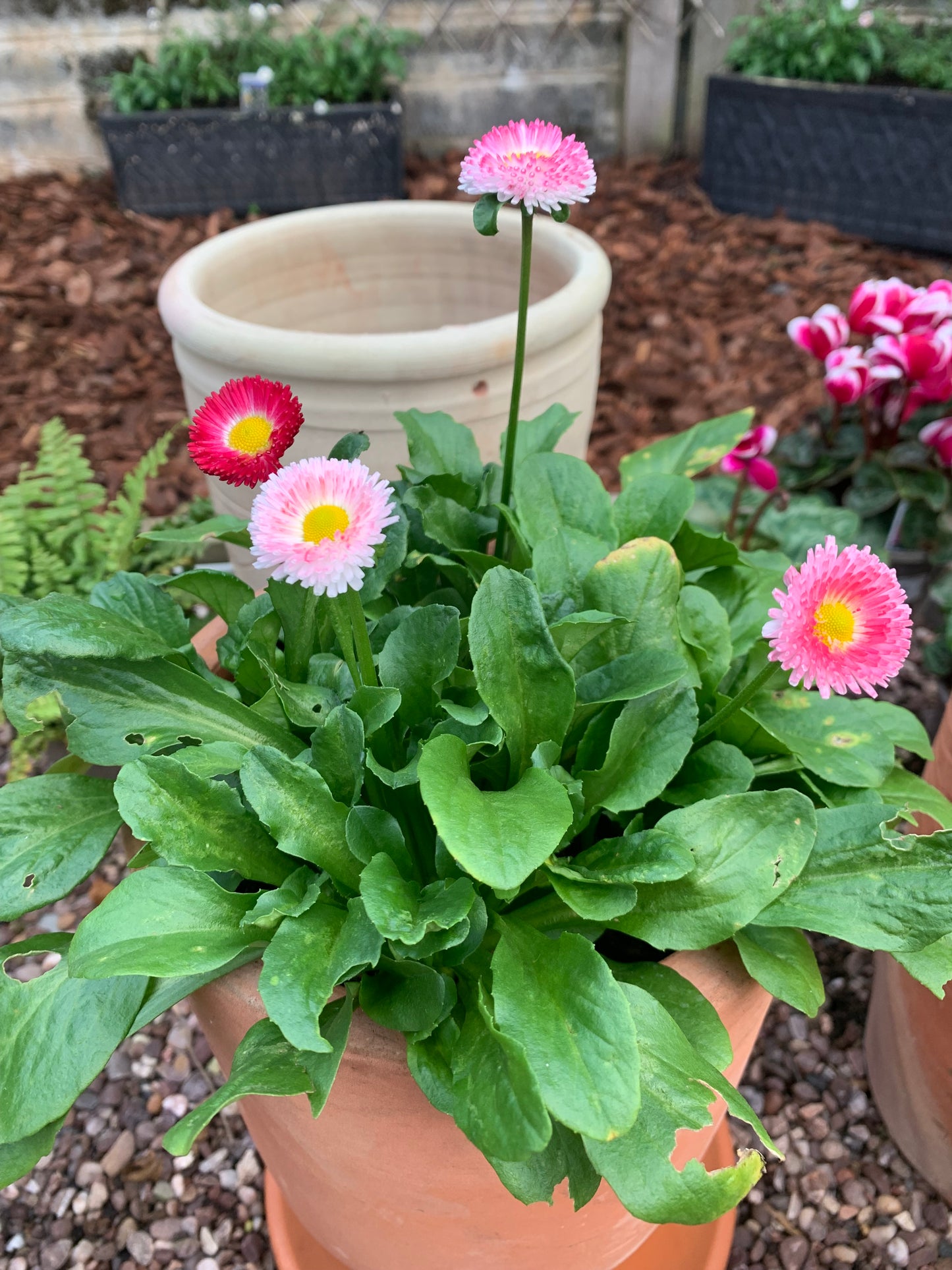 Bellis 6 pack