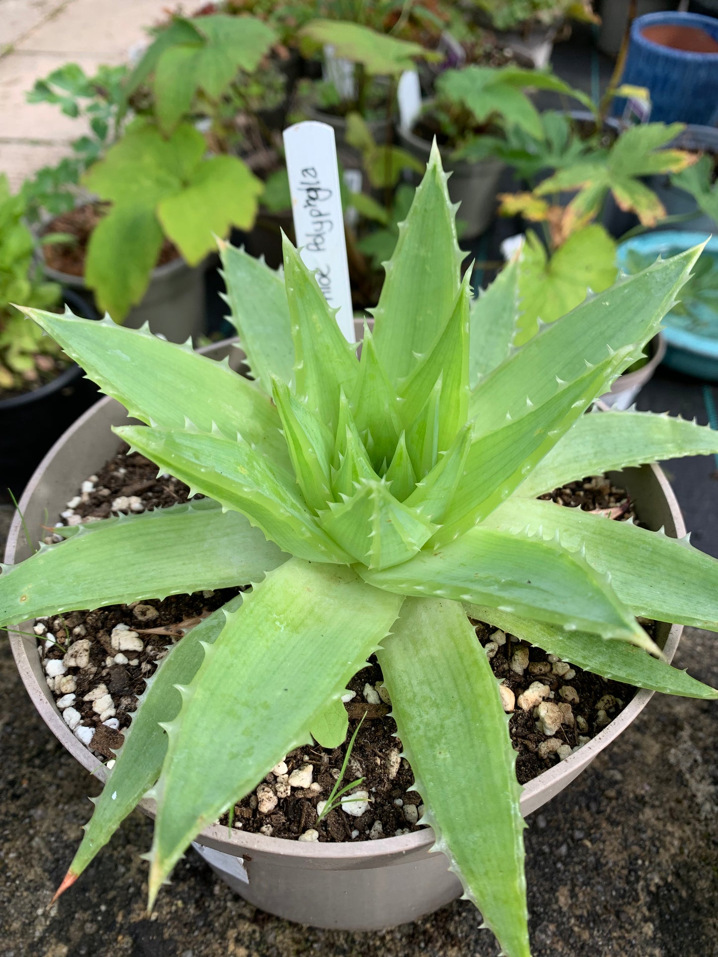 Aloe polyphylla - RARE - Spiral aloe