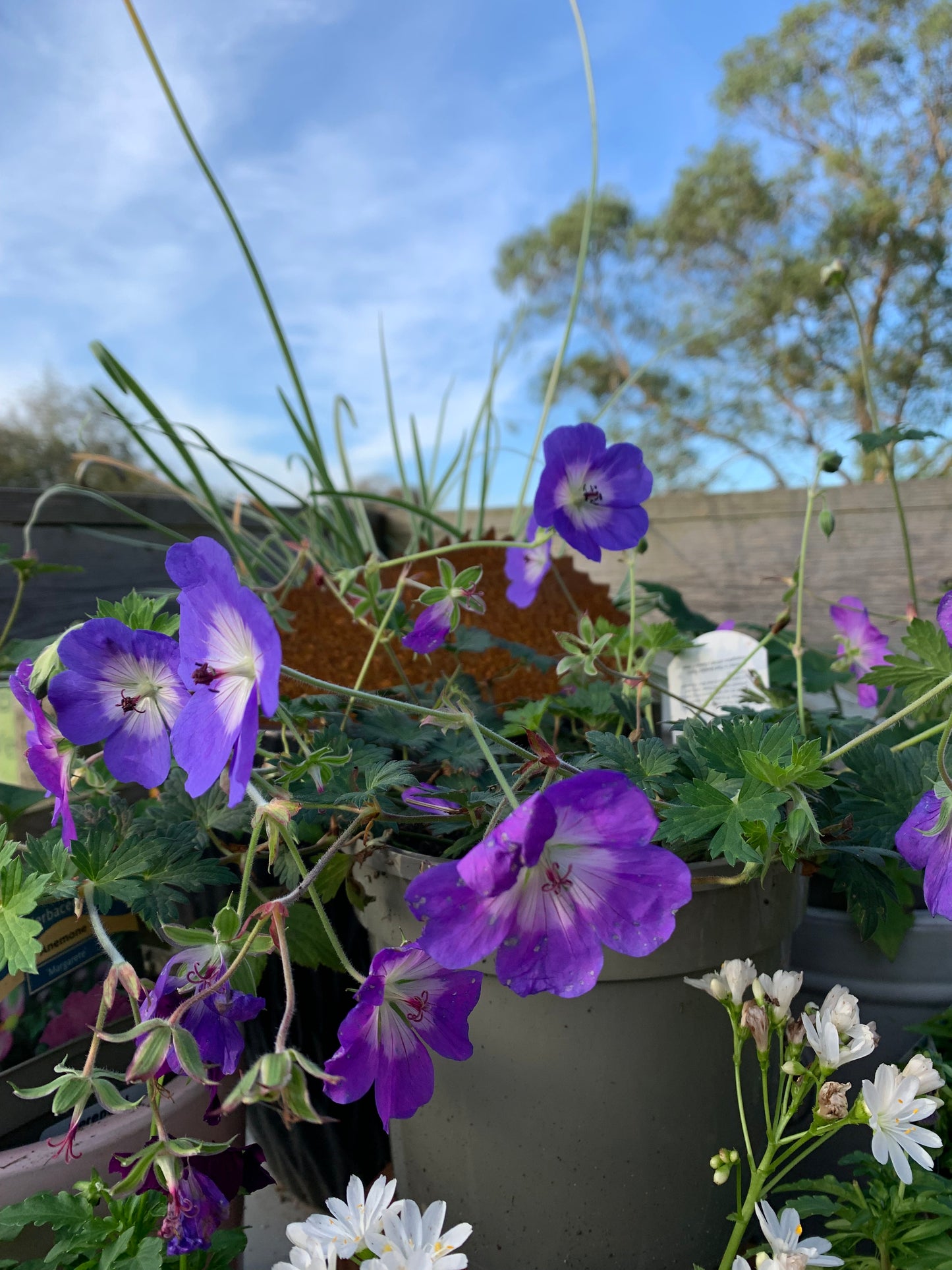 Geranium 2/3L - Hardy