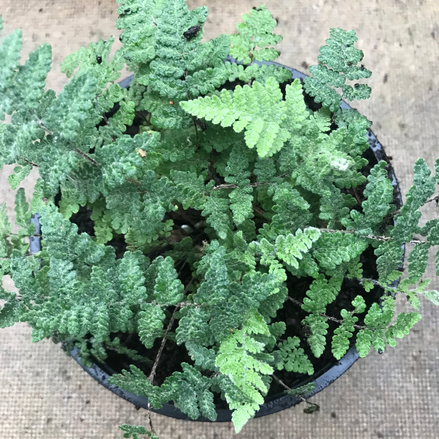 Fern - mixed ferns 2/3L