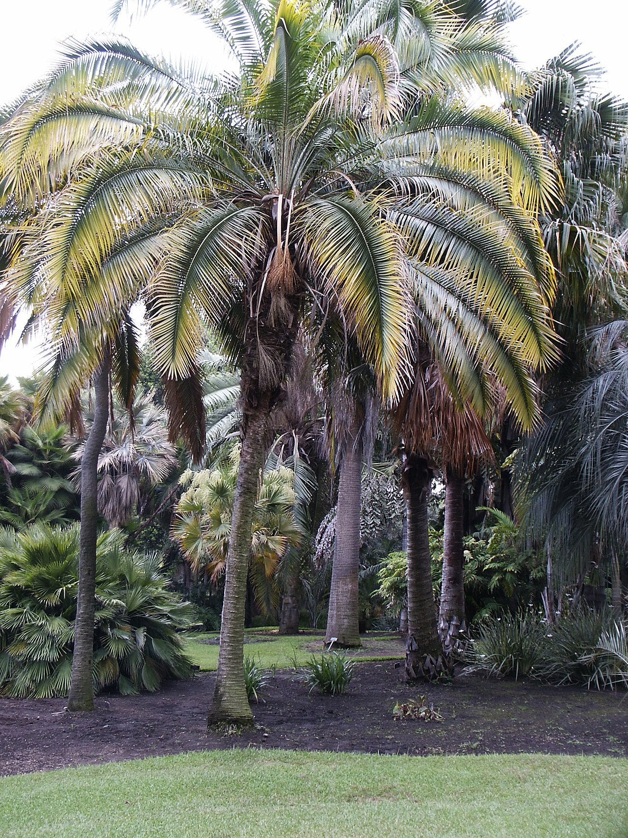 Phoenix rupicola – Cliff Date Palm 10 seeds