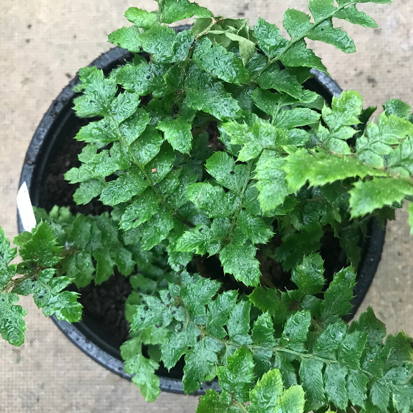 Fern - mixed ferns 2/3L