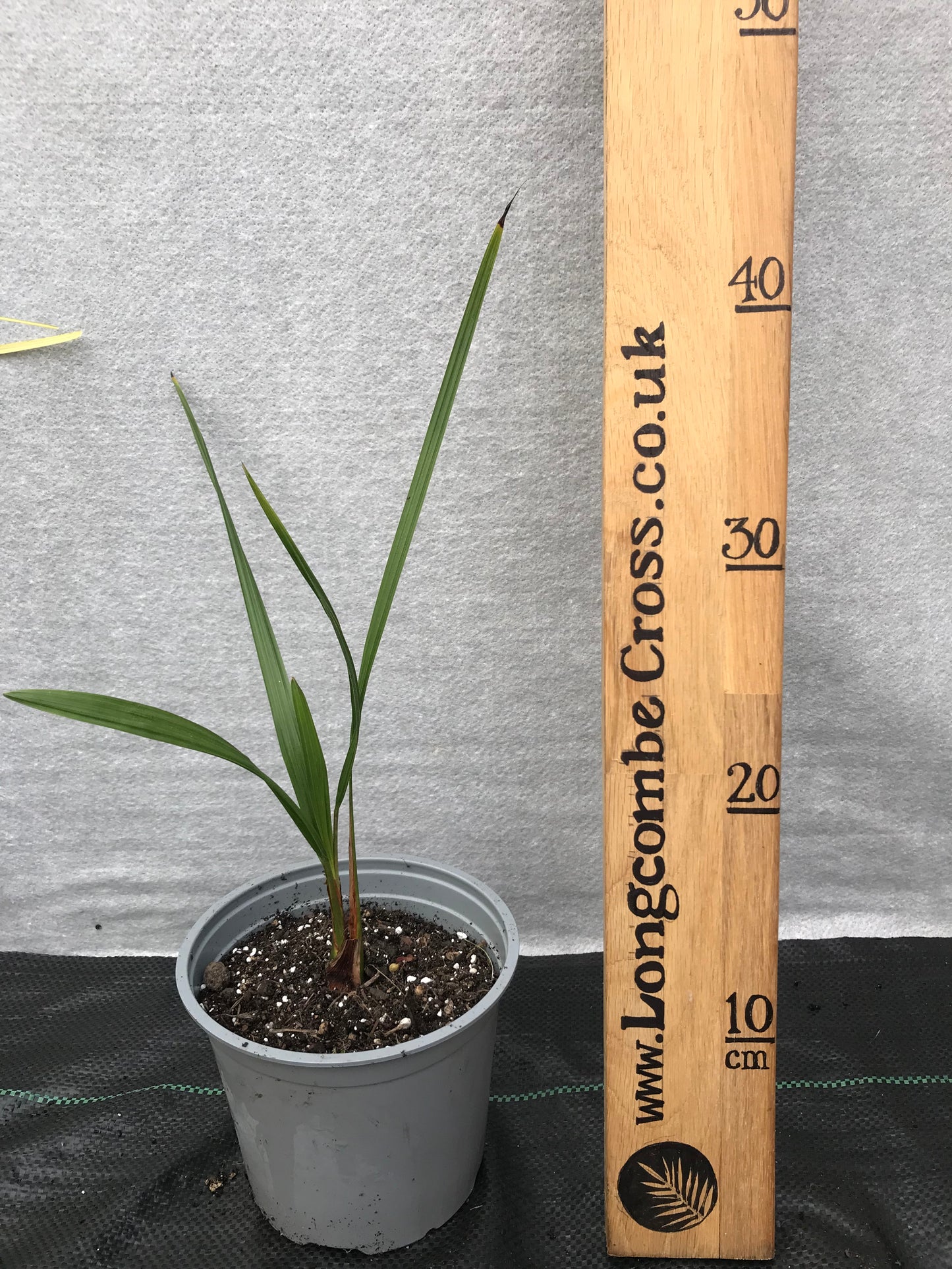 Butia odorata (capitata) - Jelly Palm