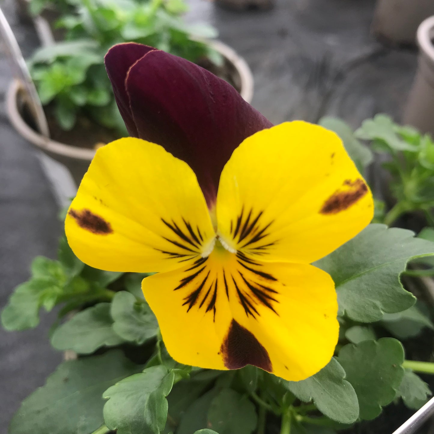 Pansy coolwave F1 mix - 10.5cm