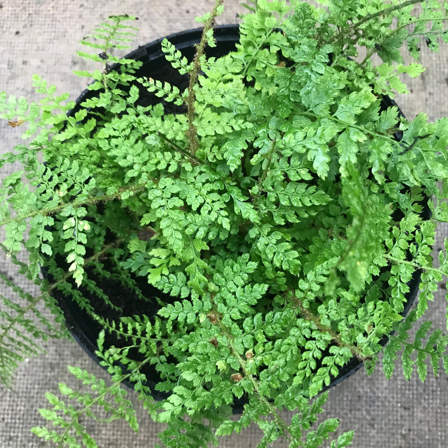 Fern - mixed ferns 2/3L