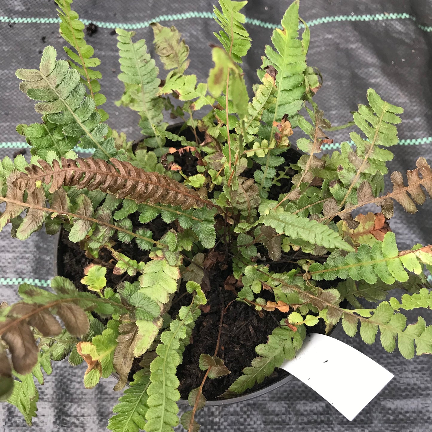 Fern - mixed ferns 2/3L