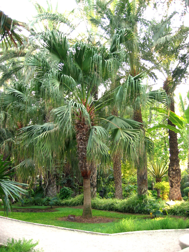 Livistona chinensis – Chinese Fan Palm, Fountain Palm 10 seeds