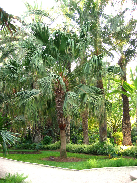 Livistona chinensis – Chinese Fan Palm, Fountain Palm 10 seeds