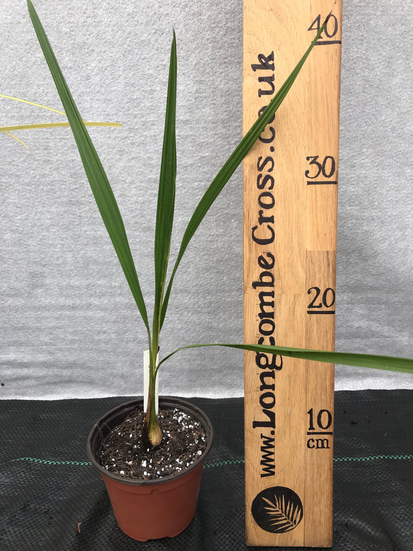 Butia odorata (capitata) - Jelly Palm