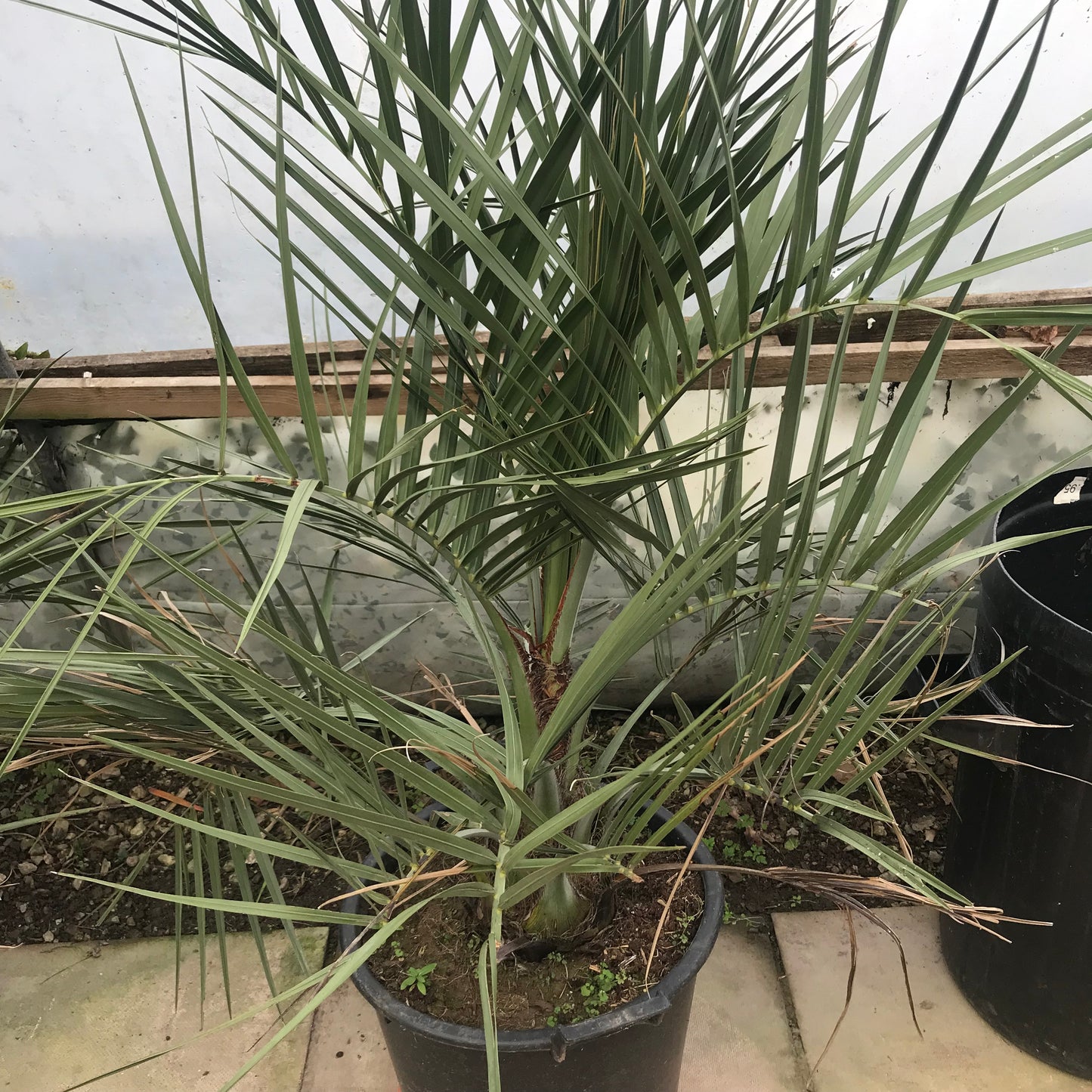 Butia odorata (capitata) - Jelly Palm