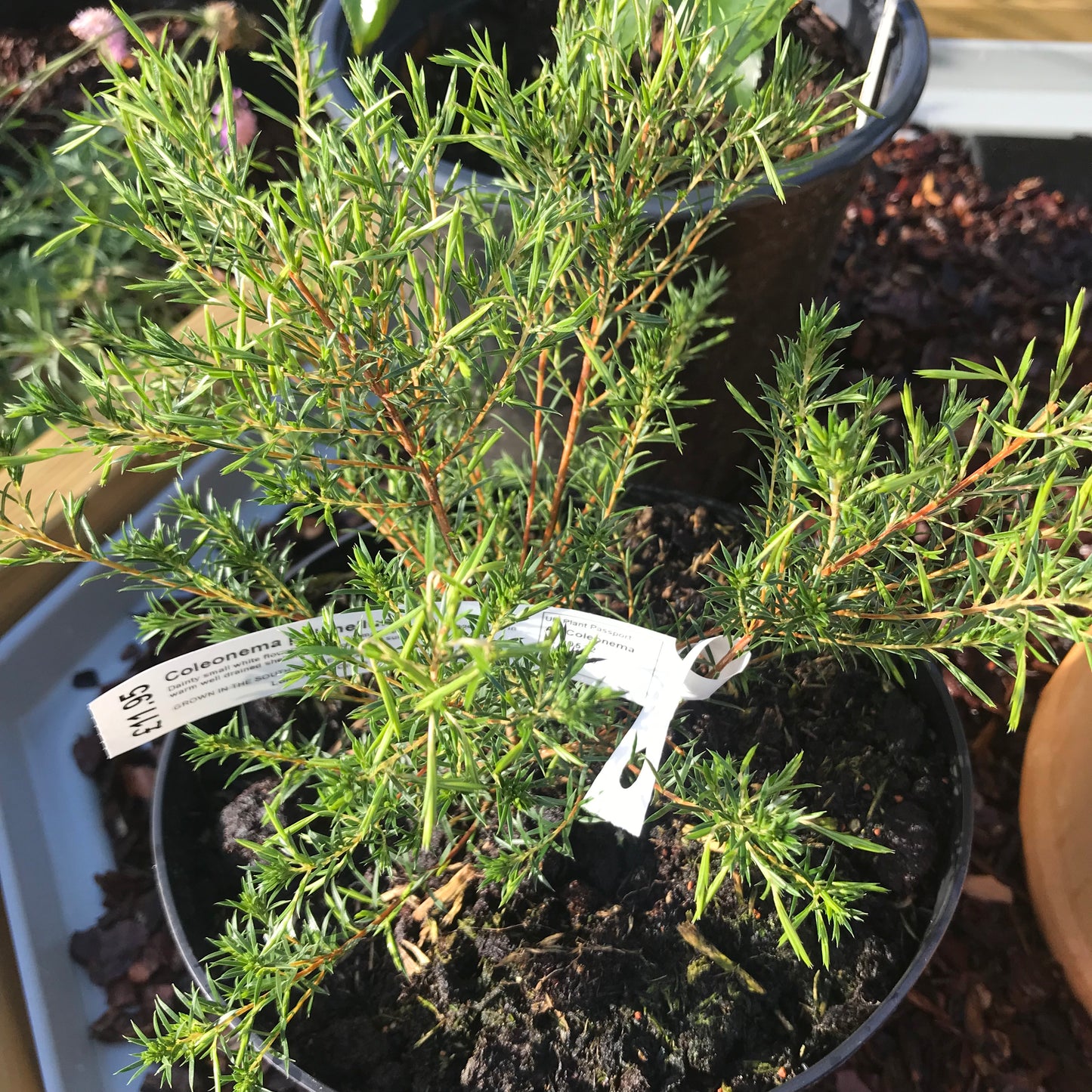 Coleonema pulchellum / Sunset Gold - Breath of Heaven 3L