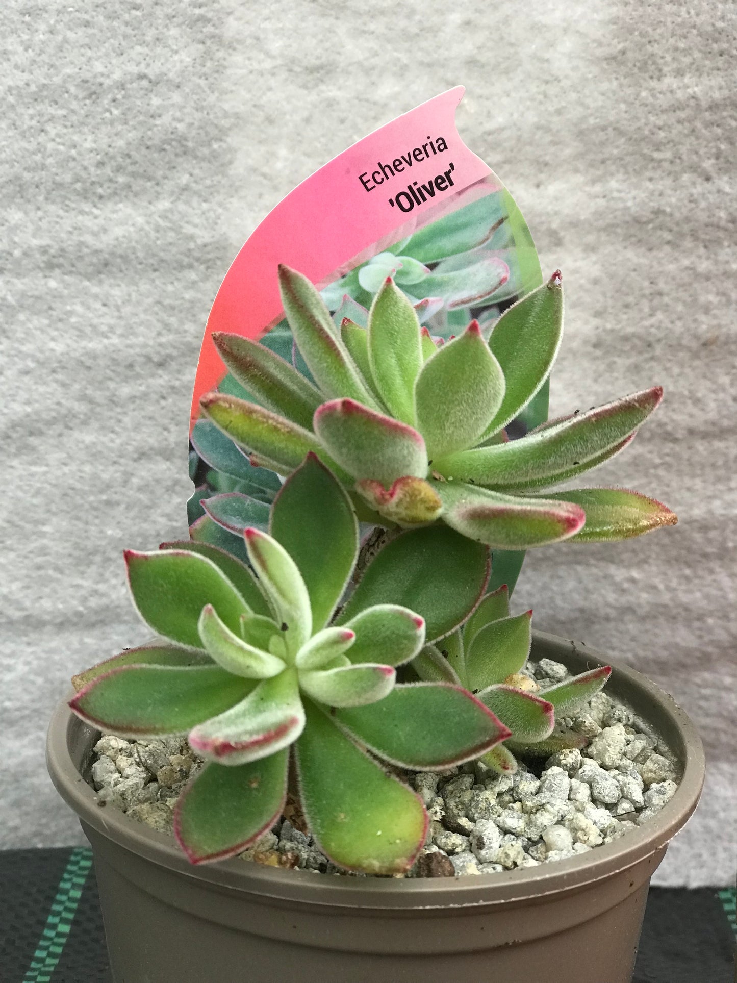 Echeveria Oliver