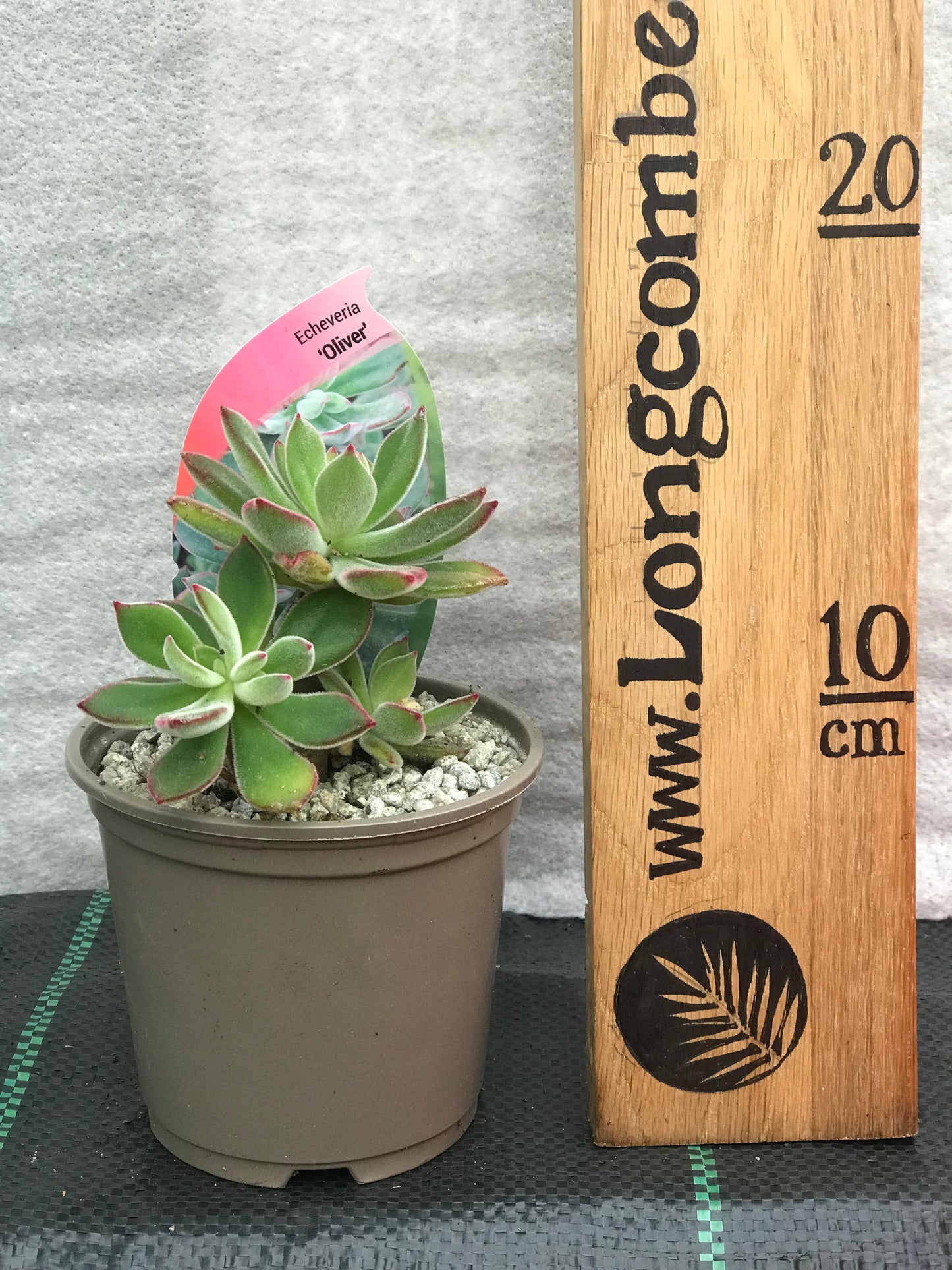 Echeveria Oliver