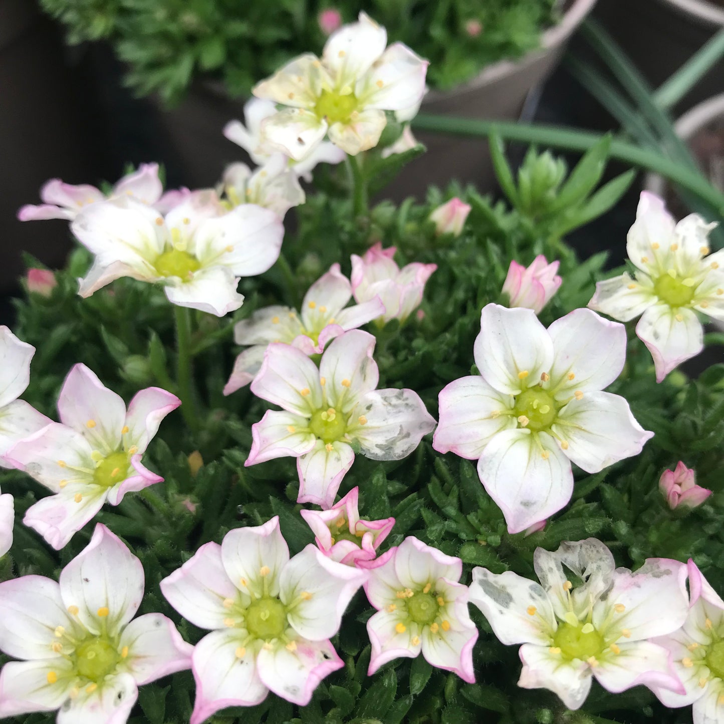 Saxifraga 1L