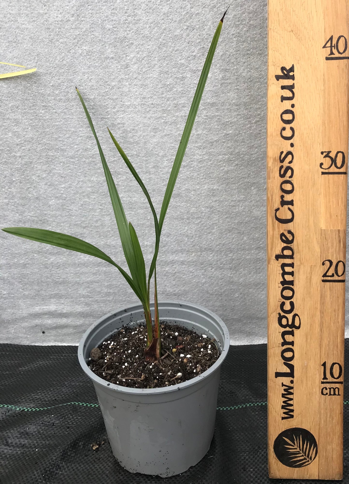 Butia odorata (capitata) - Jelly Palm
