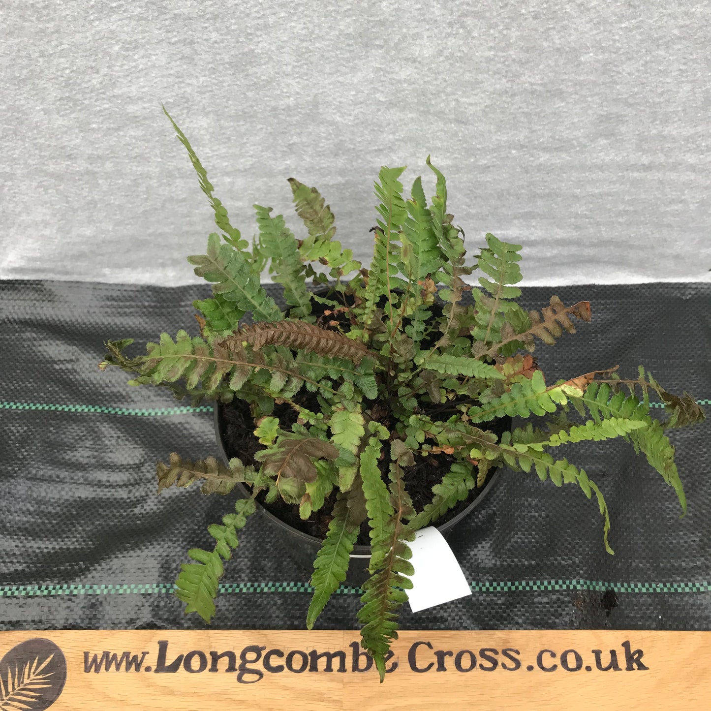 Fern - mixed ferns 2/3L