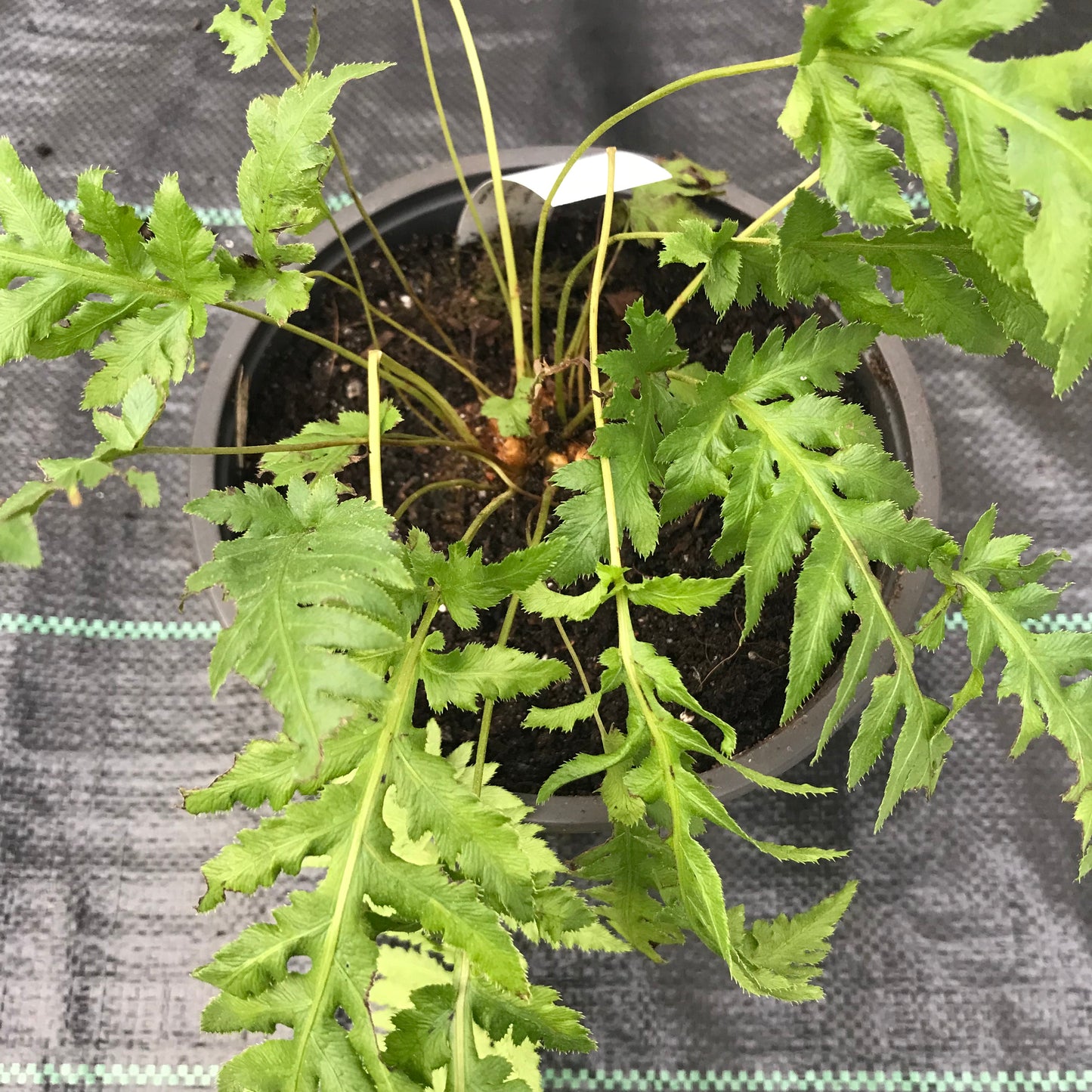 Fern - mixed ferns 2/3L