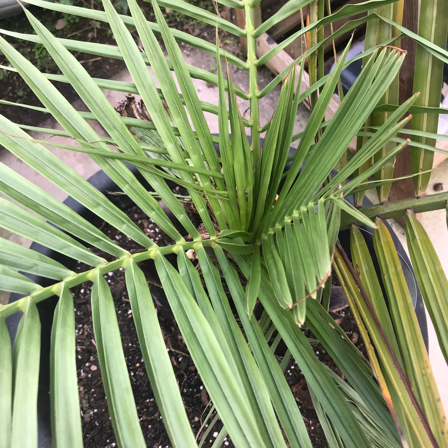 Jubaea chilensis