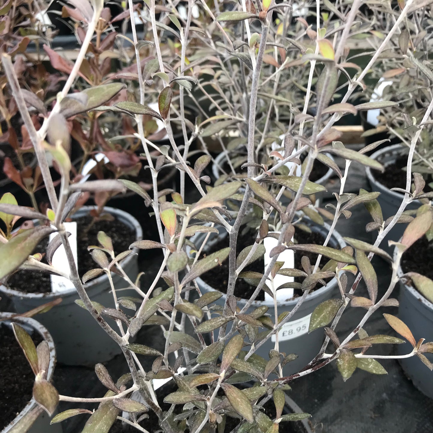 Corokia x virgata Coppershine - Wire Netting Bush