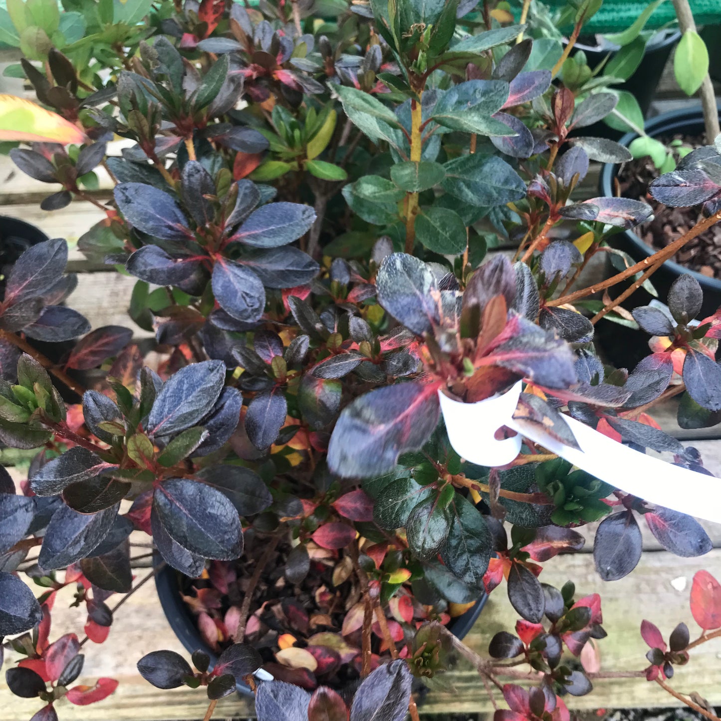 Azalea japonica Lilac