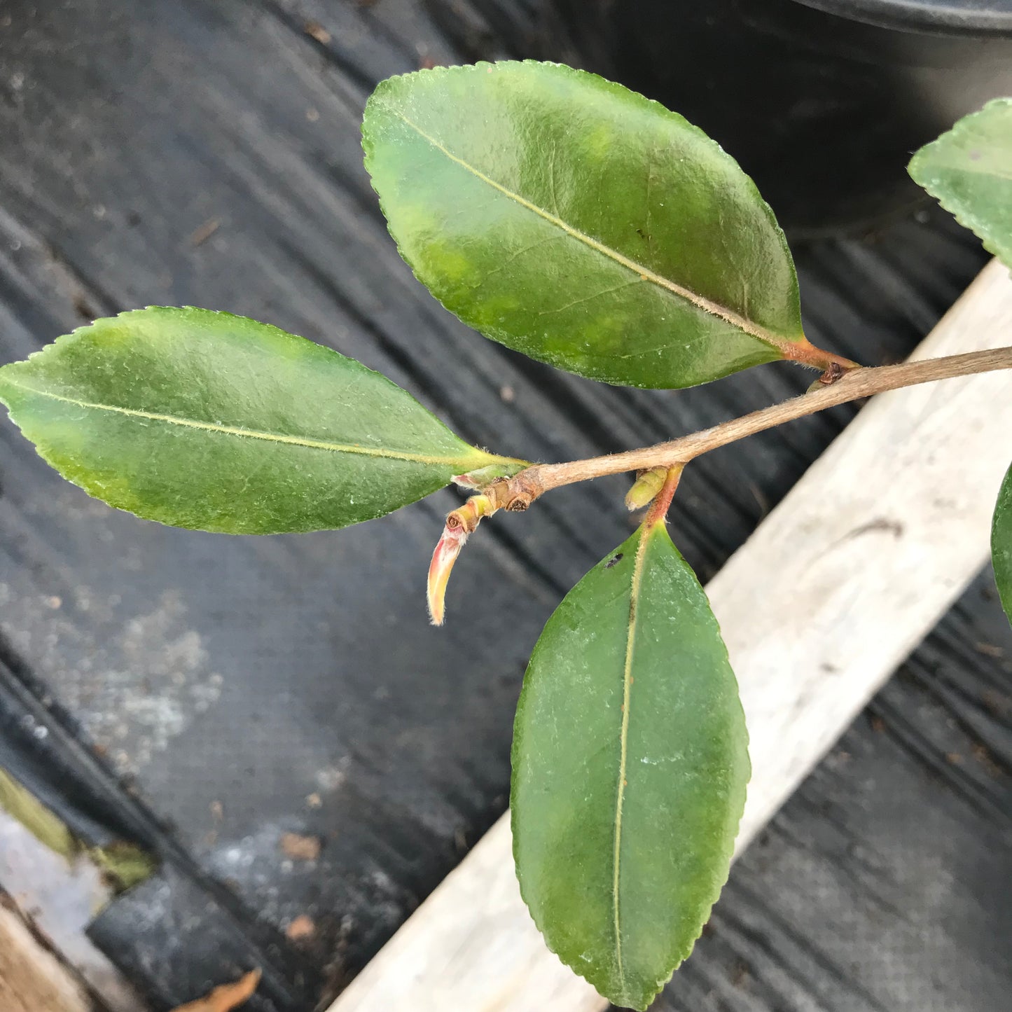 Camellia sasanqua Crimson King 3L