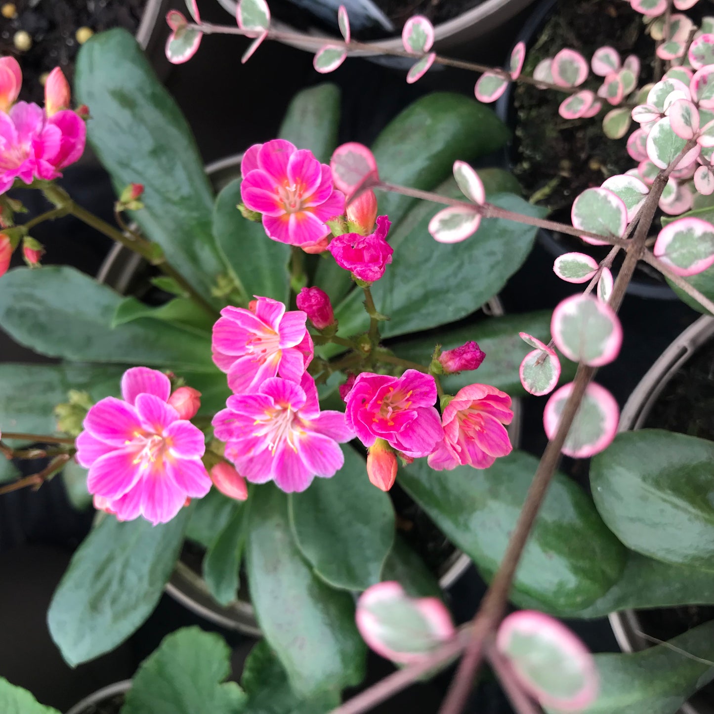 Lewisia cotledon ‘Elise Mixed’
