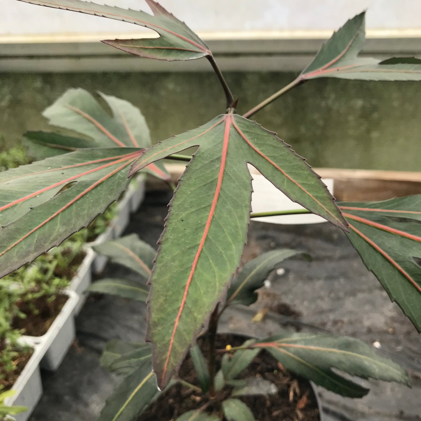 Pseudopanax Moa’s Toes 2L
