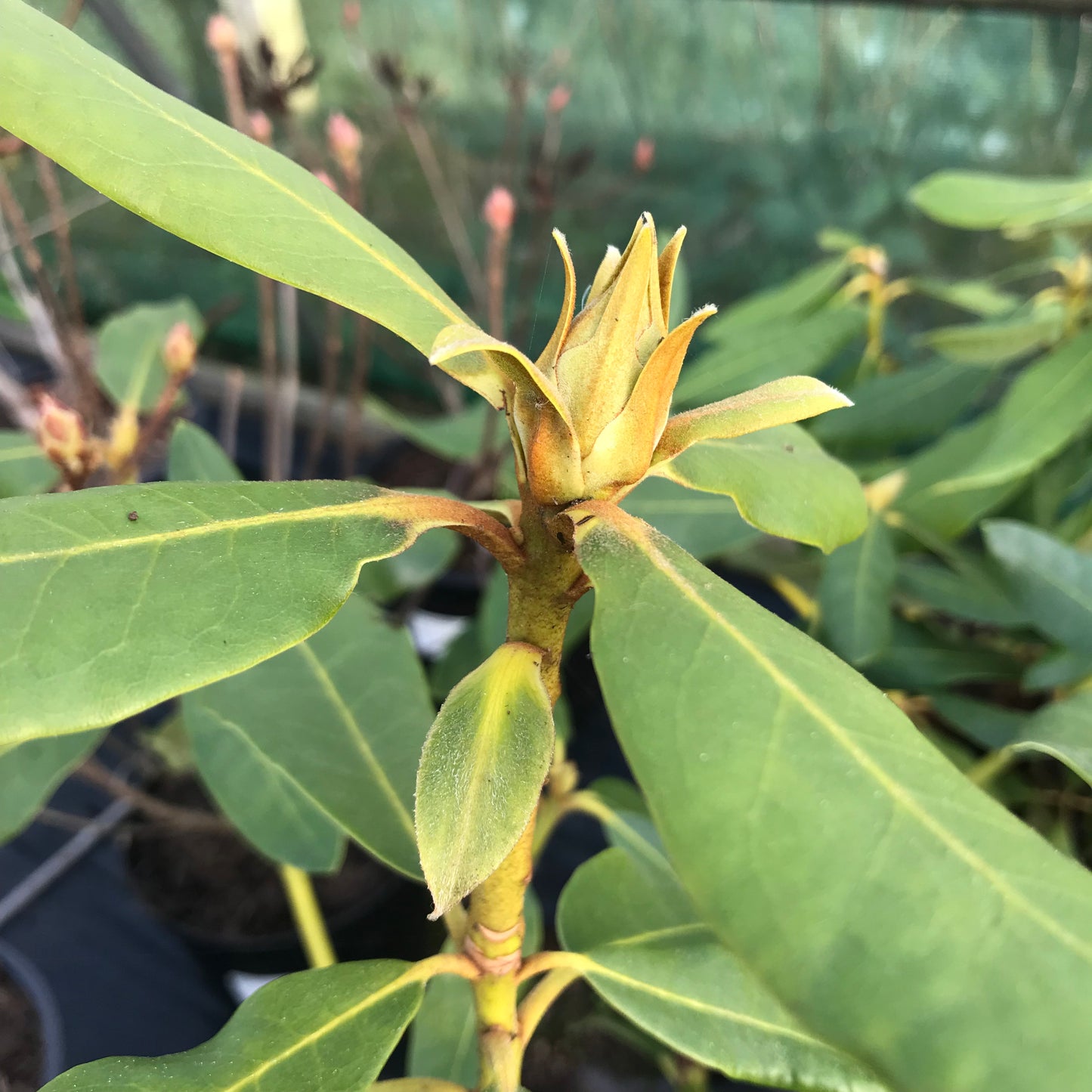 Rhododendron Nova Zembla
