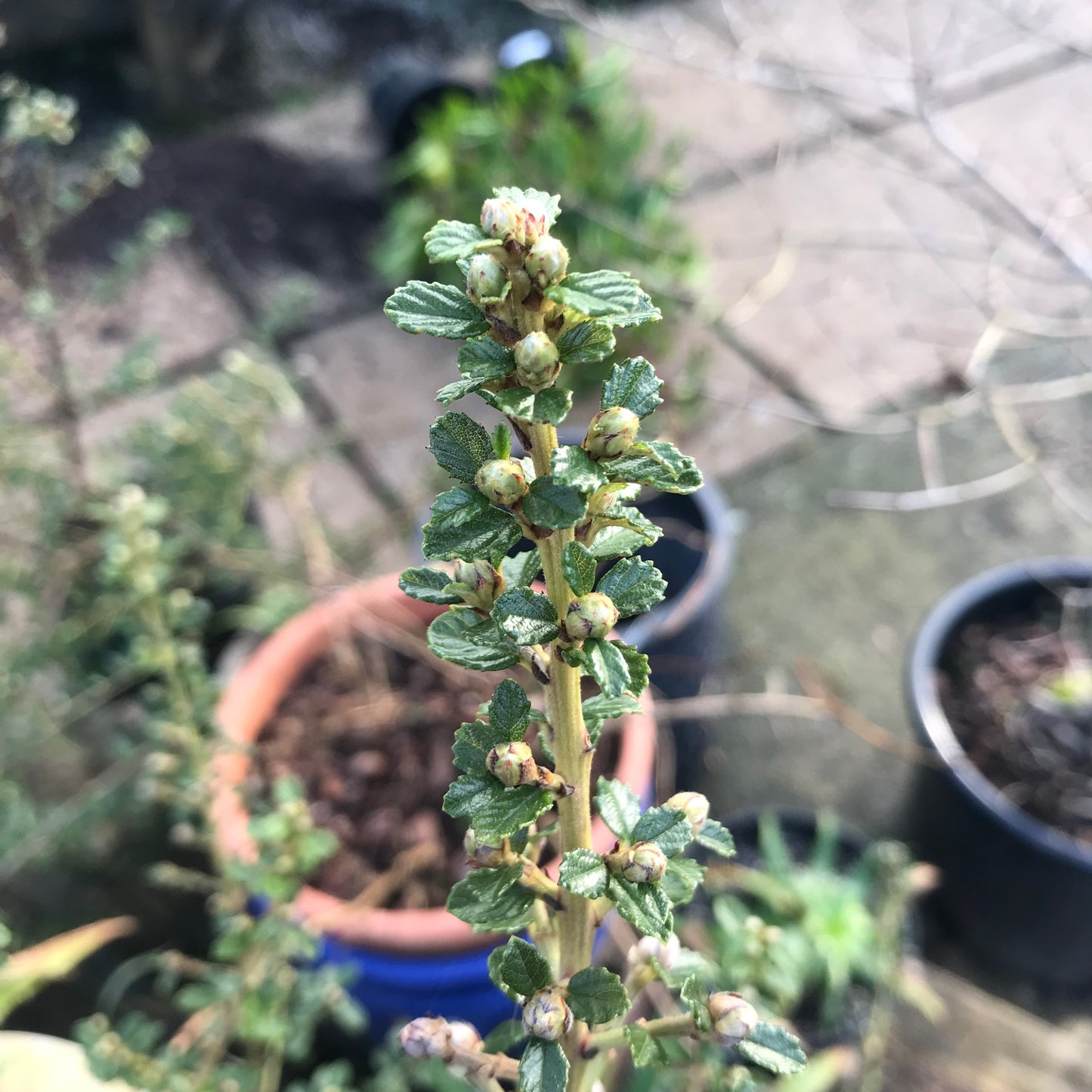 Ceanothus Edinburgh 3L