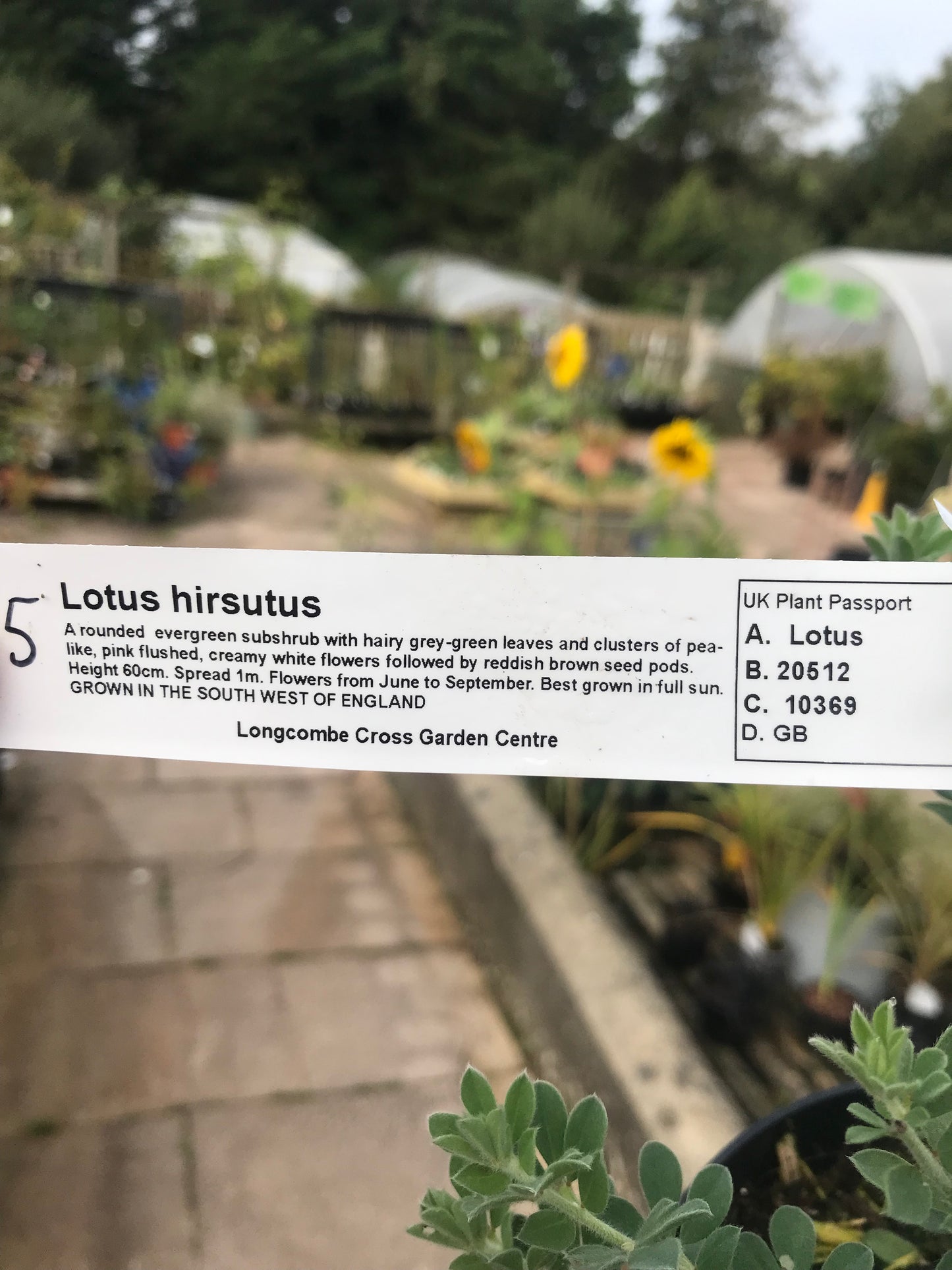 Lotus hirsutus 2 litre