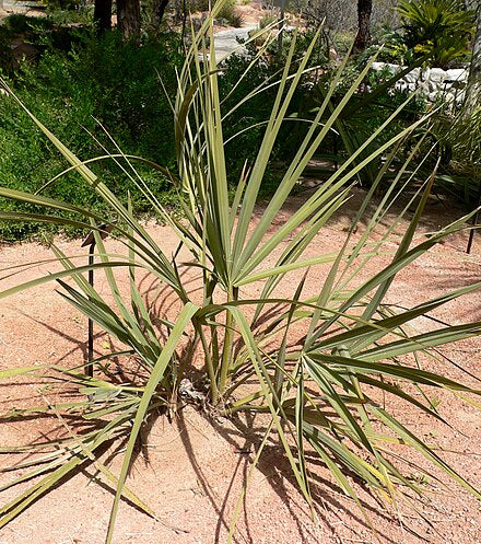 Nannorrhops ritchieana – Mazari Palm 10 seeds