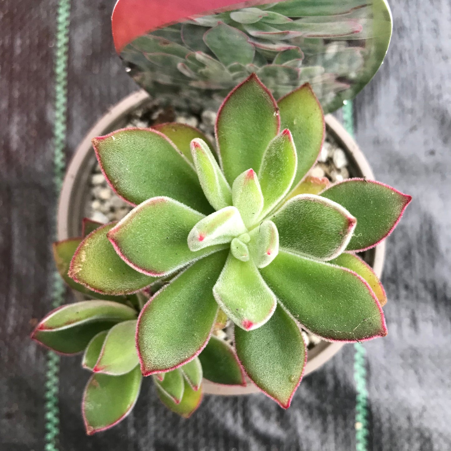 Echeveria Oliver