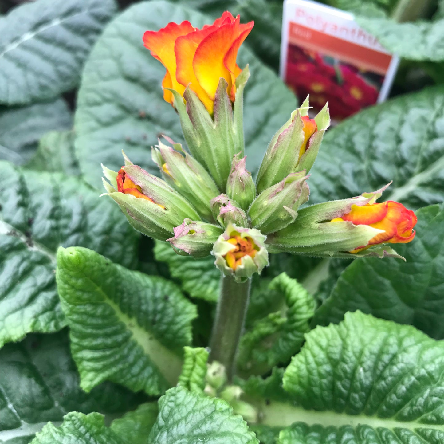 Polyanthus - Multiple Flowers on tall stem