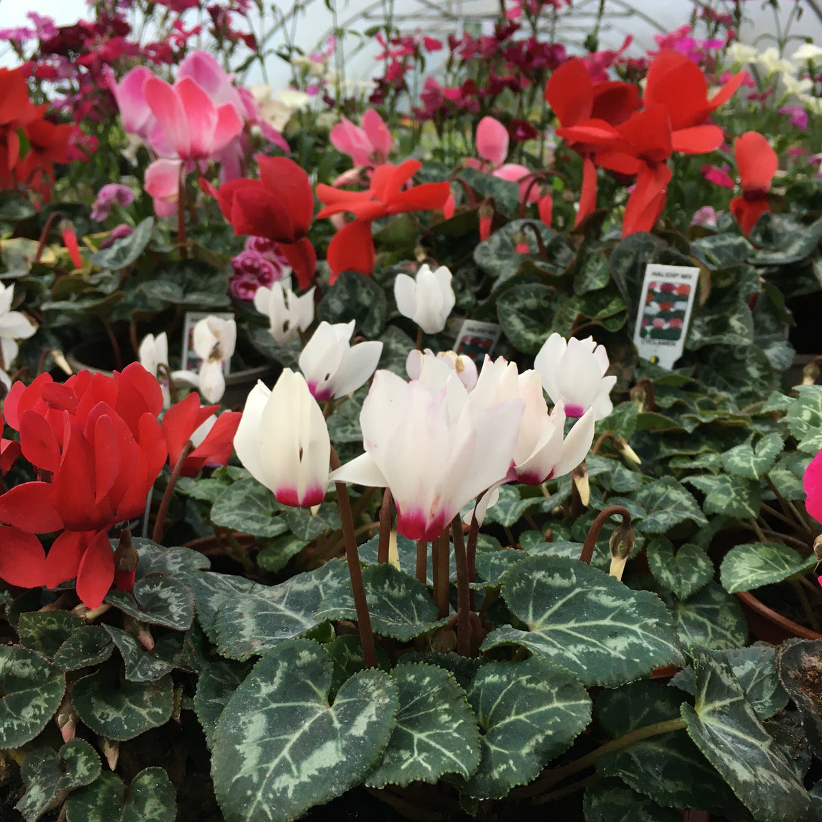 Cyclamen - Metis Mix & Mini 10.5cm